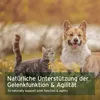 AniForte Afrikanische Teufelskralle Pulver für Hunde & Produktbild-Vorschau 5