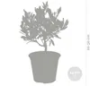 Bloomique - Olea Europaea - Olivenbaum Echt - Produktbild-Vorschau 3