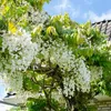 2er-Set - Wisteria Floribunda Alba - Blauregen Produktbild-Vorschau 1