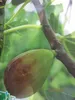 Ficus carica Goutte d'or - Feige Goutte d'or - 40-60cm Produktbild-Vorschau 1