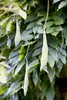 Wisteria sinensis, Chinesischer Blauregen, 40–60 cm Produktbild-Vorschau 7