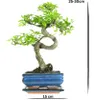 Bonsai Baum mit Keramik Blumentopf - Ligustrum, Ficus, Produktbild-Vorschau 3