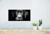 MuchoWow® Poster Nahaufnahme Labrador Welpe vor schwarzem Produktbild-Vorschau 5