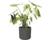 A potted plant with large green leaves and a striped stem sits in a dark gray pot against a white background. Anteprima dell’immagine prodotto