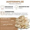 Hawlik Pilzbrut Austernpilze Dübel – 20 Pilzdübel, Pilze Produktbild-Vorschau 3