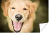 MuchoWow® Poster Das Glitzern in den Augen dieses Labrador Produktbild-Vorschau 1