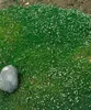 Sagina subulata, Sternmoos, immergrün, ca. 9x9 cm Topf Produktbild-Vorschau 5
