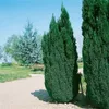 Chamaecyparis lawsoniana 'Ellwoodii', Blaue Scheinzypresse, Produktbild-Vorschau 8