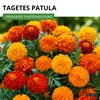Studentenblumen Bonita Mischung Samen - Tagetes patula - Produktbild-Vorschau 2