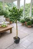 Arancio Citrus Sinensis Valencia 120-140 cm - arancio per Anteprima dell’immagine prodotto 3