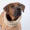 PAIKKA Hunde Jacke "Quilted Sherpa Jacket" camel, Produktbild-Vorschau 4