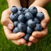 Dünger Für Heidelbeeren Blaubeeren Obstdünger Beerendünger Produktbild-Vorschau 4