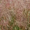 6 x Chinaschilf  - Miscanthus sinensis 'Kleine Fontaene'  | Produktbild-Vorschau 2