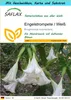 SAFLAX Geschenk Set - Engelstrompete / Weiß - Brugmansia Produktbild-Vorschau 1