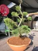 Pinus mugo Formschnitt Pompon - Krummholz-Kiefer Produktbild-Vorschau 2