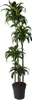 Dracena - Dracaena Dorado 170cm - Ø27cm - roslina Podgląd zdjęcia produktu 2