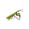 Collecta - Mantis Religiosa -L- 88351 (90188351) COLECTA Náhľad obrázku produktu 7