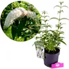 Buddleja davidii 'White Profusion', krzew motylkowy, Podgląd zdjęcia produktu 1