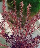 Berberis thunbergii 'Red Chief', Blutberberitze, rotlaubig, Produktbild-Vorschau 2