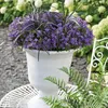 Campanula Addenda - jacinthe des bois - pot de 12cm - 6 Voir les images du produit 6