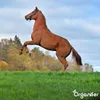 Weidegras Paddock Pferde 15 kg = 1.666 m² Gras für Koppeln Produktbild-Vorschau 4