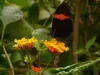 Lantana (Lantana camara)  - 20 plants Voir les images du produit 5
