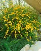 Kerria japonica 'Pleniflora', Ranunkelstrauch, gelb, 40–60 Produktbild-Vorschau 15