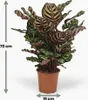 Green boutiQ - Zimmerpflanze - Pfauen-Korbmarante - Produktbild-Vorschau 3