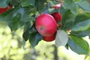 Malus domestica ‘Discovery’, Apfelbaum, Höhe 100cm, 5 Liter Produktbild-Vorschau 3