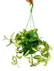 Zimmerpflanze zum Hängen - Hoya carnosa rubra - Produktbild-Vorschau 2