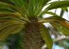 SAFLAX - Madagascar - Palme - Pachypodium lamerei - 10 Produktbild-Vorschau 7