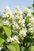 Syringa vulgaris 'Mme Lemoine', Flieder, weiß, 40–60 cm Produktbild-Vorschau 5