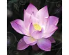 Leinwandbild Water Lily 80x80 cm Produktbild-Vorschau 1