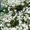 3x Magnolien Mix – Biberbaum – Strauch – Pflegefreundlich – Produktbild-Vorschau 6