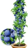 A potted plum tree with ripe plums and green leaves, shown against a white background. A close-up inset shows a cluster of plums. Produktbild-Vorschau