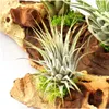 Tillandsia na mopane kore? - XXL - 5 rastlín Náhľad obrázku produktu 4