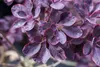 Cotinus coggygria 'Royal Purple', Perückenstrauch, Produktbild-Vorschau 11