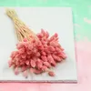 Phalaris Getrocknete - Kanariengras - Hell-Pink Produktbild-Vorschau 6