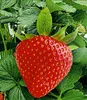 BALDUR Garten Kletter-Erdbeere 'Hummi®', 3 Pflanzen, Produktbild-Vorschau 2