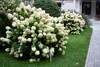 Hydrangea arborescens 'Annabelle', ortensia, 3 litri Topf Anteprima dell’immagine prodotto 2
