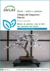 SAFLAX  - Ciliegio del Giappone / Sakura - 30 semi - Prunus Anteprima dell’immagine prodotto 1