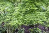 Acer palmatum 'Seiryu', Japanischer Ahorn, filigran, 60–80 Produktbild-Vorschau 1