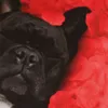 Kissenhülle 2er Pack Fotodruck ca. 40 x 40cm Hund Produktbild-Vorschau 4