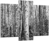 Bild auf Leinwand - Leinwandbild - 3 Teile - Birken Wald Produktbild-Vorschau 1