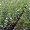Roter Gravensteiner Herbstapfel Zwergbaum Topfballen M9 Produktbild-Vorschau 3