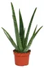 Aloe vera - stáří přibližně 3 roky - 12cm květináč Náhled obrázku produktu 1
