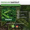 Markerbsen Bördi Samen - Pisum sativum - Erbsensamen - Produktbild-Vorschau 8
