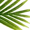 Palma V Kvetináči S Priemerom 180 Cm Náhľad obrázku produktu 4