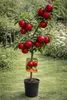 Malus ‘Super Starking’ Apfelbaum 100–140 cm – robuster Produktbild-Vorschau 1
