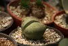SAFLAX - živá žula - Pleiospilos nelii - 40 Semená - S Náhľad obrázku produktu 4